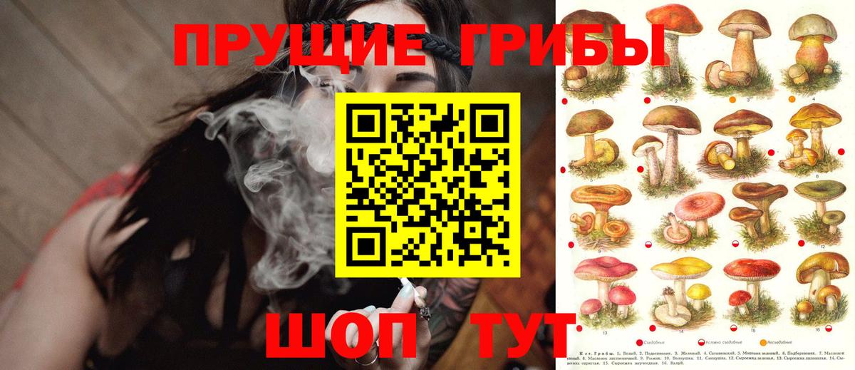 Псилоцибиновые грибы Psilocybine cubensis Саранск